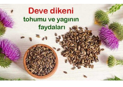 Deve dikeni tohumu ve yağının faydaları nelerdir ? Nasıl kullanılır ?